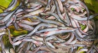 **Rare**  Gule / Guley Fish - Whole Uncleaned (480g to 500g)