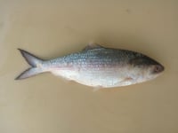 Hilsa / Ilish 