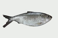 Toll / Toli Shad  (Small) - Whole Cleaned, Gutted