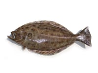 Holland Halibut - Whole Cleaned