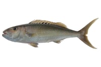 Green Jobfish / Large Snapper - Whole