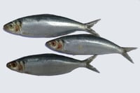 Kanyakumari Sardine / Mathi / ಭೂತಾಯಿ - Whole