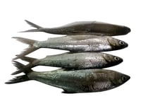 Fresh Water Milk Fish / Kayal Poomeen - Whole