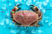 King Crab - One Whole Crab