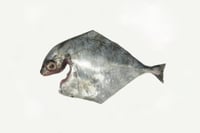 Silver Trevally / Kannadi Vatta - Whole Cleaned