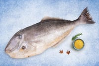 Leather Jacket - Whole