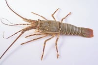 Rock Lobster / أم الروبيان/استاكوزا/الشارخة/ جراد البحر الصخري