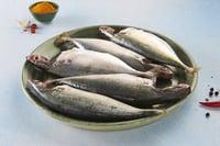 Mackerel / Ayala / Bangda / Aylai (10 to 14 Count/kg) - Whole Cleaned (480g to 550g Pack)