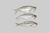 Malabar Thryssa / Manangu - Whole