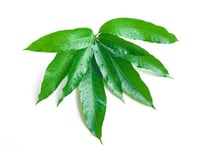Festival Mango Leaves- 30g