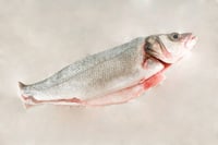 Mediterranean Seabass / Sarah - Whole Cleaned