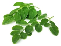 Moringa Leaf (IN) - 1 Bunch