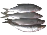 Mrigal Mach / Kanni Meen - Whole cleaned