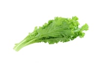 Musterd Leaf Sarasonka Sag