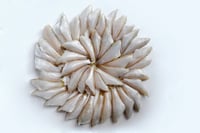 False White Sardine / Nandan (Thorny, great for fry) - Whole Cleaned