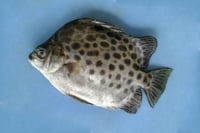 Natch Karimeen  - Whole