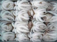 Octopus - Whole