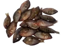 Kerala Orange Chromide / Pallathi / Pathipootta (Small & Crunchy) - whole