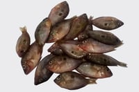 Orange Chromide / Pallathi