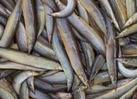 **Exclusive** Pakal / পাঁকাল/ Baan / Bengal Eel - Whole Loose