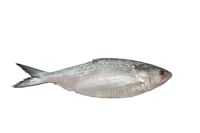West Coast Hilsa / Palva - Whole