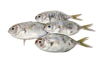 Tropical Pony Fish / Para Mullan / Paniyara Para - Whole (As is without cleaning and cutting)