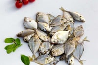 Pony Fish / Podi Mullan (Extra Small) - Whole (480g to 500g Pack)