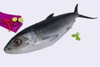 Large Milk Fish / Pookanni - Whole