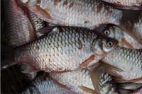 Bhadi Puti Maach / Pool Barb Fish - Whole