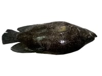 Premium Lake Katla - Whole (Not Descaled,Not Cleaned, Not Cut)