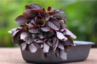 Amaranthus / Lal Saag - Red (250g Pack)