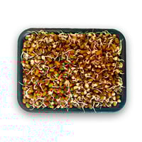 Sprout Red Chawali (AE) -Pack of 200g
