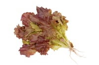 Lettuce Red (1 unit)