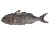 Round Emperor / Unda Eari / Round Sheri - Whole