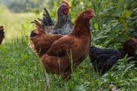Premium Naturally Reared Slow Growth Chicken Sasso breed (With Skin, Curry Cut)( 1 Bird Pack)