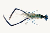 Scampi / Attukonchu / Jinga / Golda Chingdi