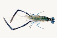 Lobster Scampi / Attukonchu / Jinga / Golda Chingdi (Large) - Whole (500g Pack)