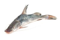 Singhara / Seenghala / Ayer / Aar / Long Whiskered Catfish / Vellakoori - Whole (Small 650g to 700g Pack)