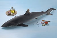 Shark / ಸೊರ (Super Tasty) - Whole