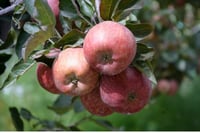 Apple Shimla - Pack of 6