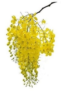 Kanikonna Flower (Pack of 50g)