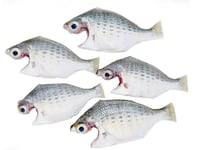 False Silver Biddy / Keshakkan Pranjil - Whole Cleaned