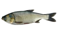 Silver Carp - Whole