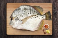 Silver Eagle - Whole