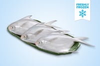 Freshly Frozen White Pomfret / Silver Pomfret / Avoli (100g to 200g)  - Whole (480g to 500g Pack)