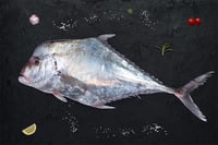 Silver Trevally / Kannadi Vatta