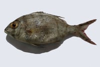 Silver Emperor - Whole