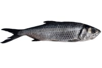 Freshwater Mullet / Kayal Kanni (Large) - Whole