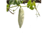 Snake Gourd - Short