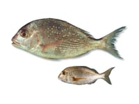 Snapper